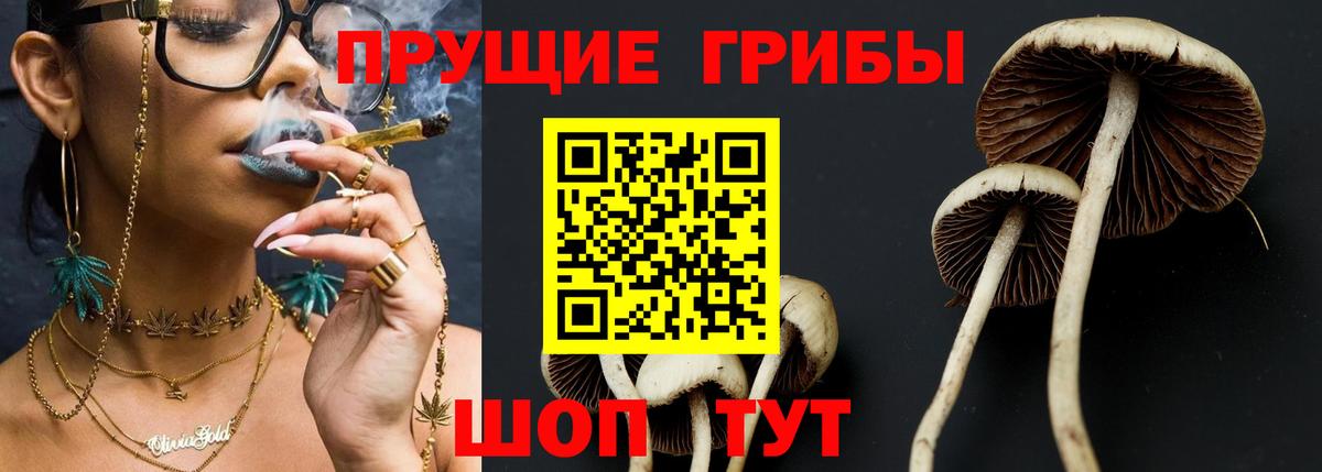 Галлюциногенные грибы Psilocybe Тихвин